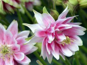 กฎสำหรับการปลูกและการดูแลเทอร์รี่โคลัมไบน์ พันธุ์ที่ดีที่สุดและเคล็ดลับการเพาะปลูก