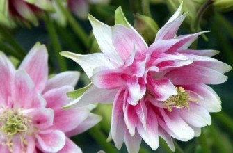 ดอกโคลัมไบน์