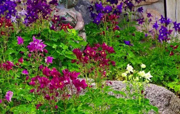 Aquilegia dans un parterre de fleurs