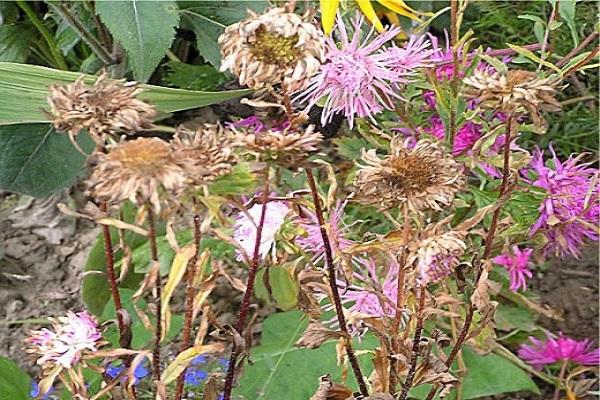 อาการของโรคเชื้อรา