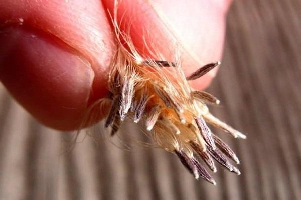 เมล็ดถูกถอนออกไปแล้ว