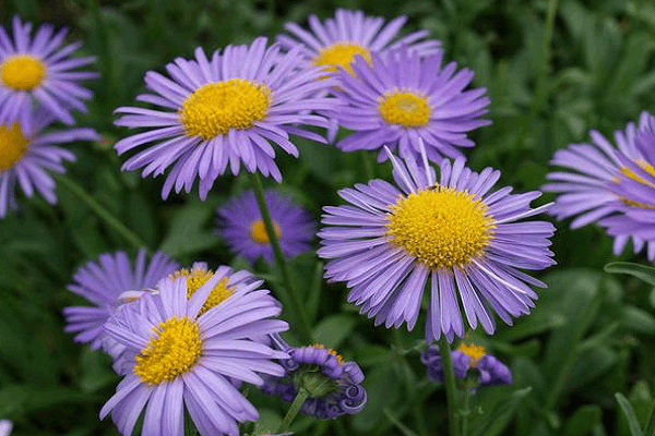 พันธุ์สีฟ้า