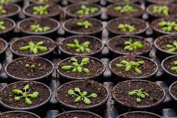 ถ้วยพีท