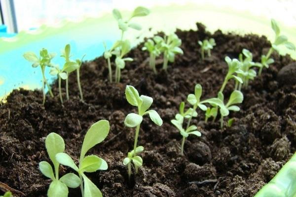 ต้นกล้าดอกไม้