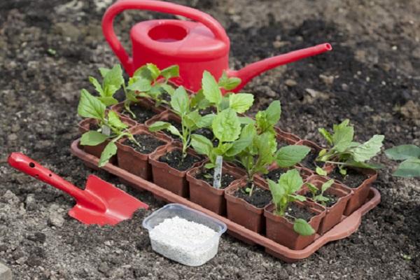 บัวรดน้ำใกล้ต้นกล้า