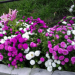 ดอกไม้ในสวน