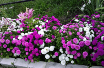 ดอกไม้ในสวน