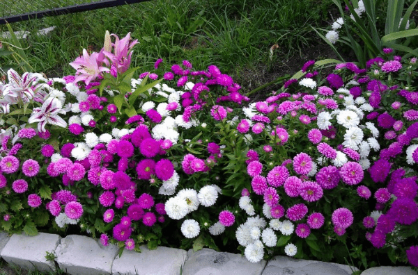 fleurs dans le jardin