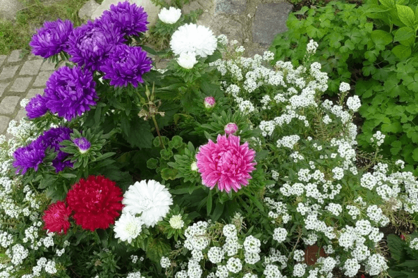 fleurs d'aster