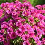 อลิซ ฮาสแลม