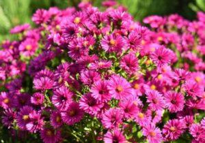 กฎสำหรับการปลูกและดูแลดอกแอสเตอร์พันธุ์ที่ดีที่สุดและลักษณะการเจริญเติบโต