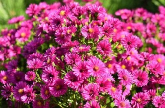 อลิซ ฮาสแลม