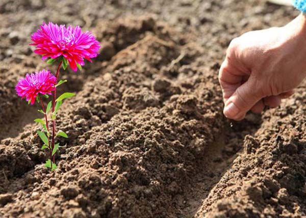 préparation du site