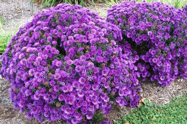 asters sur l'intrigue