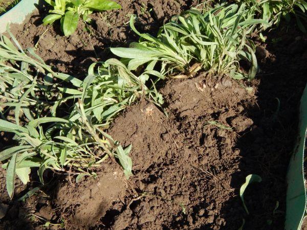 Reproduction des asters