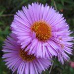 ดร. เอเคเนอร์