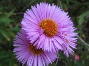 คำอธิบายและลักษณะของพันธุ์ที่ดีที่สุดของแอสเตอร์นิวอิงแลนด์ การปลูกและการดูแล