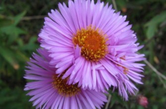 ดร. เอเคเนอร์