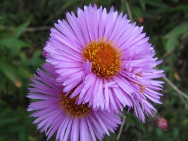 ดร. เอเคเนอร์