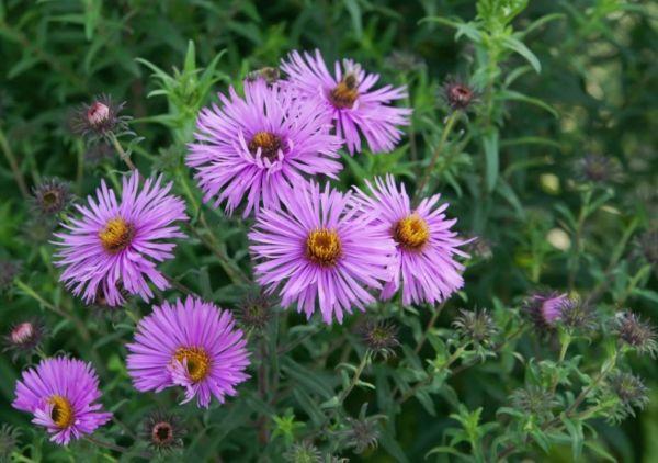 บาร์สีชมพู