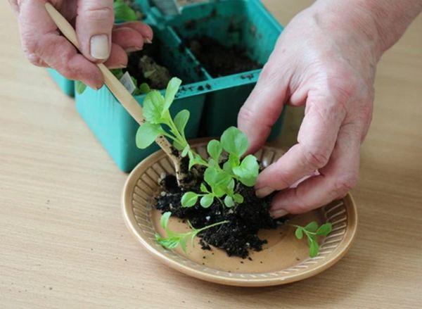 การเด็ดดอกแอสเตอร์