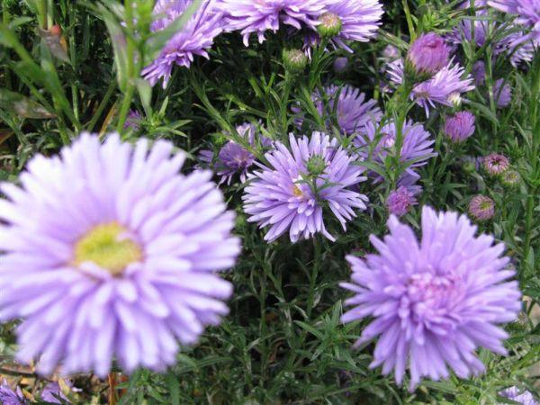 แอสตร้า คอนสแตนซ์