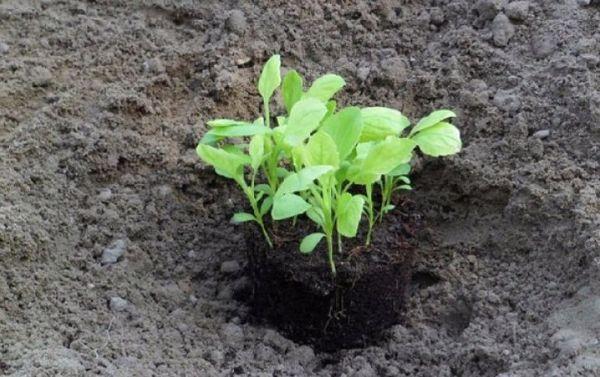 ต้นกล้าดอกแอสเตอร์