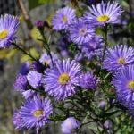 มารี บัลลาร์ด