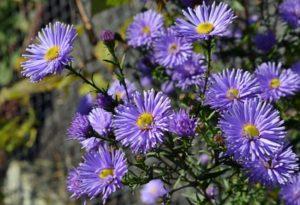 คำอธิบายและลักษณะของพันธุ์ที่ดีที่สุดของแอสเตอร์นิวอิงแลนด์ การปลูกและการดูแล