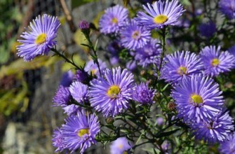 มารี บัลลาร์ด