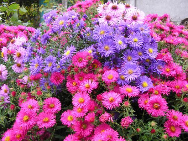 fleurs dans le jardin