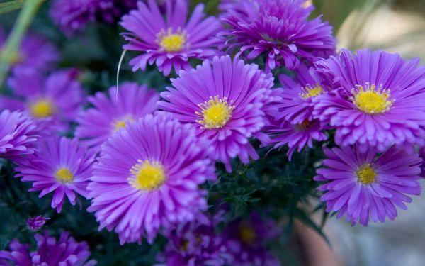 fleurs d'aster