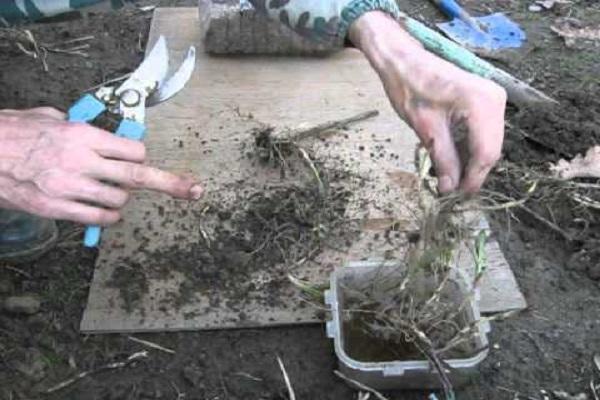 travailler avec des rhizomes