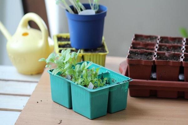 semis dans un conteneur