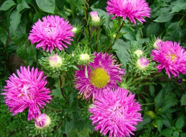 Asters vivaces