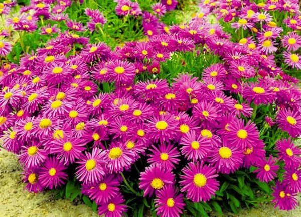 แอนเนเก้ แอสเตอร์