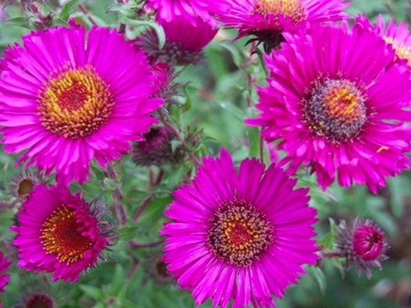 ดอกแอสเตอร์เซปเทมเบอร์รูบิน