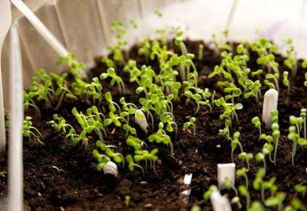 ถั่วงอกในดิน