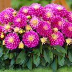 ไม้พุ่มดอกแอสเตอร์