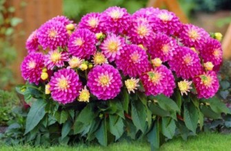 ไม้พุ่มดอกแอสเตอร์