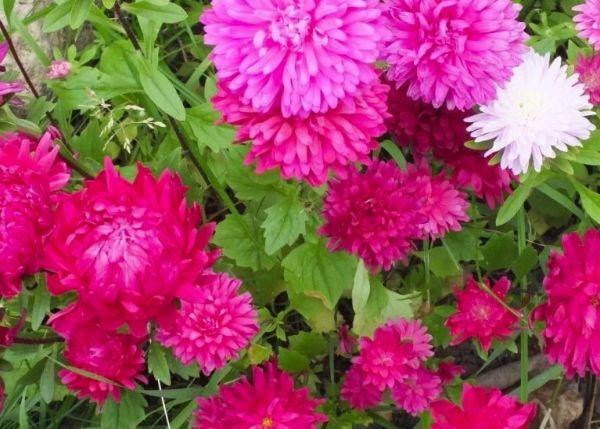 การปลูกและดูแลดอกแอสเตอร์ในที่โล่ง การขยายพันธุ์และการจำแนกชนิดและพันธุ์