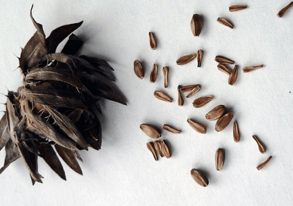 เมล็ดแอสเตอร์