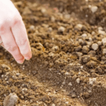 การหว่านเมล็ดพันธุ์