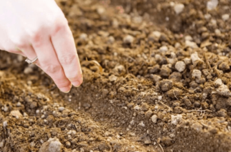 การหว่านเมล็ดพันธุ์