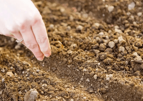 การหว่านเมล็ดพันธุ์