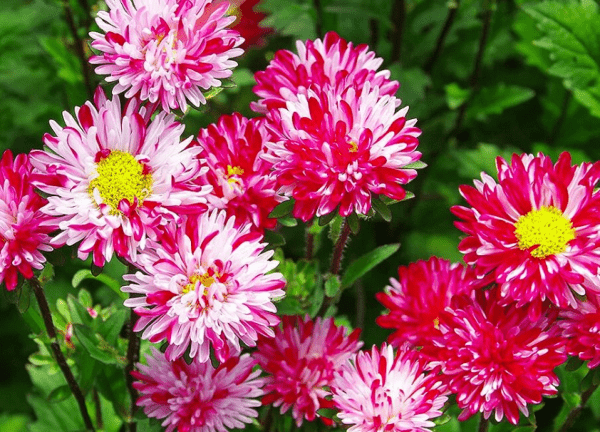 ดอกแอสเตอร์