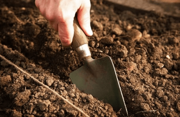 การเตรียมสถานที่และแปลงปลูก