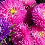 ดอกแอสเตอร์