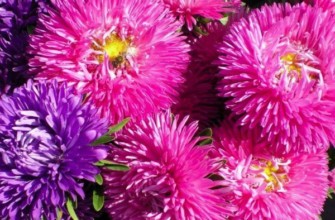 ดอกแอสเตอร์