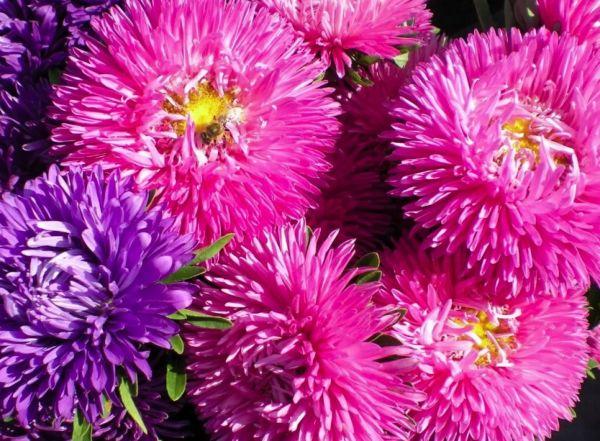 ดอกแอสเตอร์